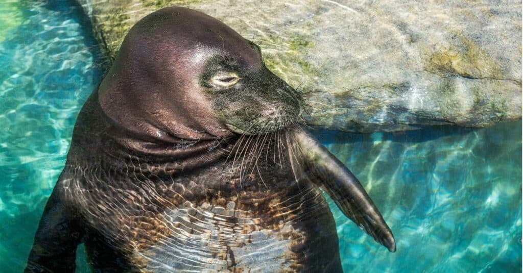 Hawaiian monk seal relaxing in a pool