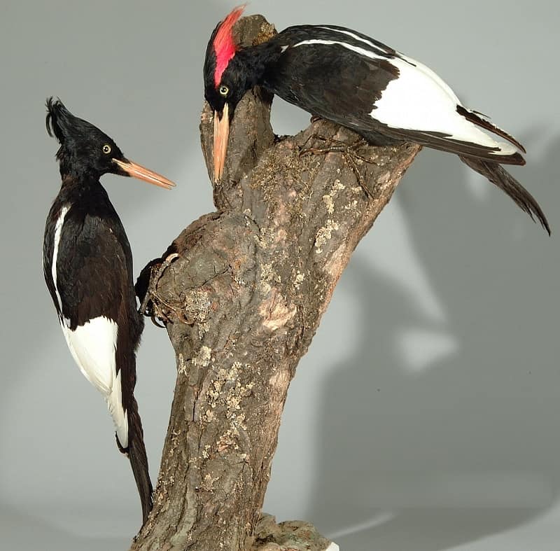 Imperial Woodpeckers, male and female from Mexico, Museum Wiesbaden Kaiserspecht_fg02