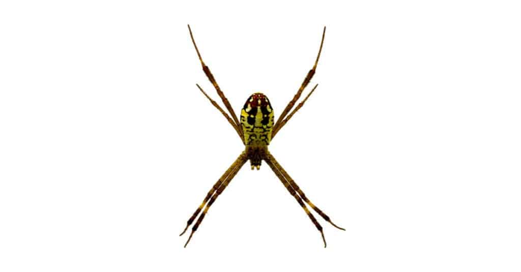 Isolated Banana Spider