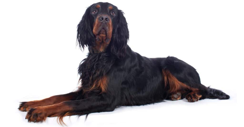 Isolated Gordon Setter