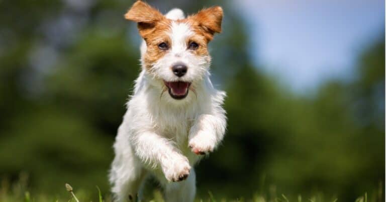 Fastest Dogs: Jack Russell Terrier