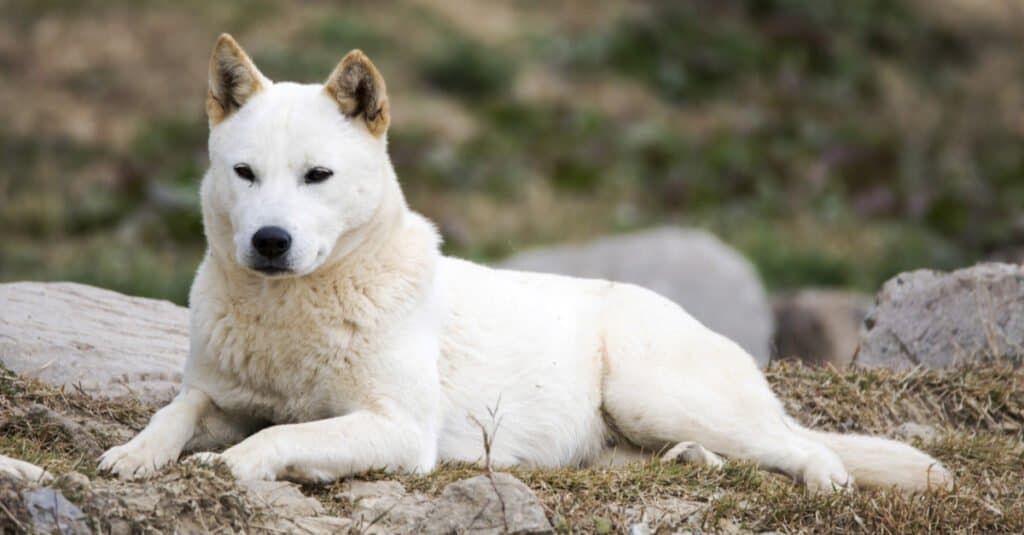 Female jindo clearance