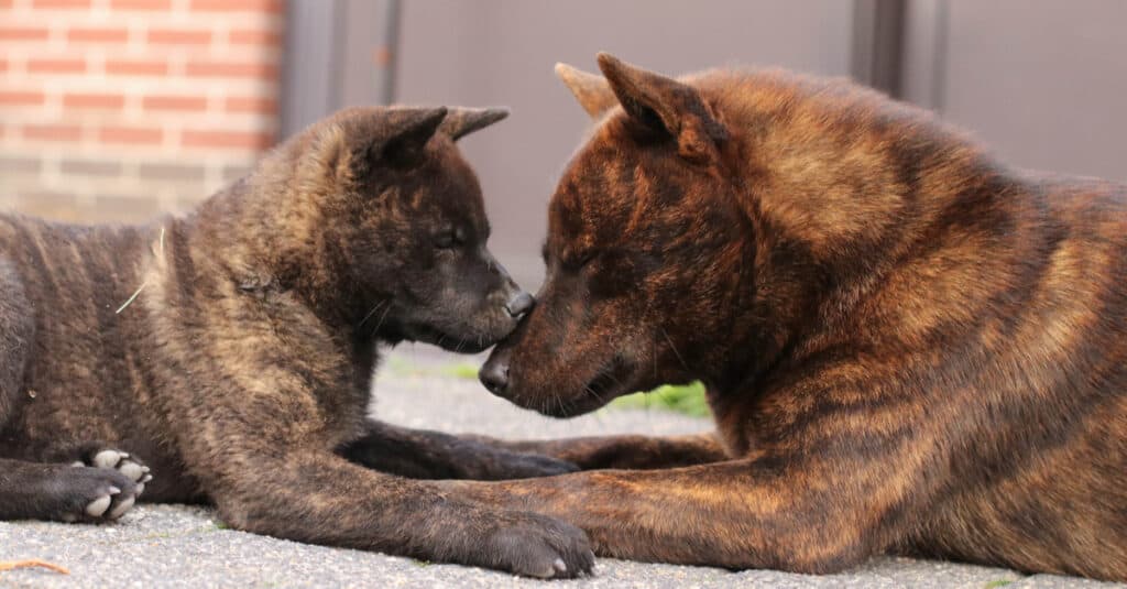 Kai Ken Nose-to-Nose with Puppy