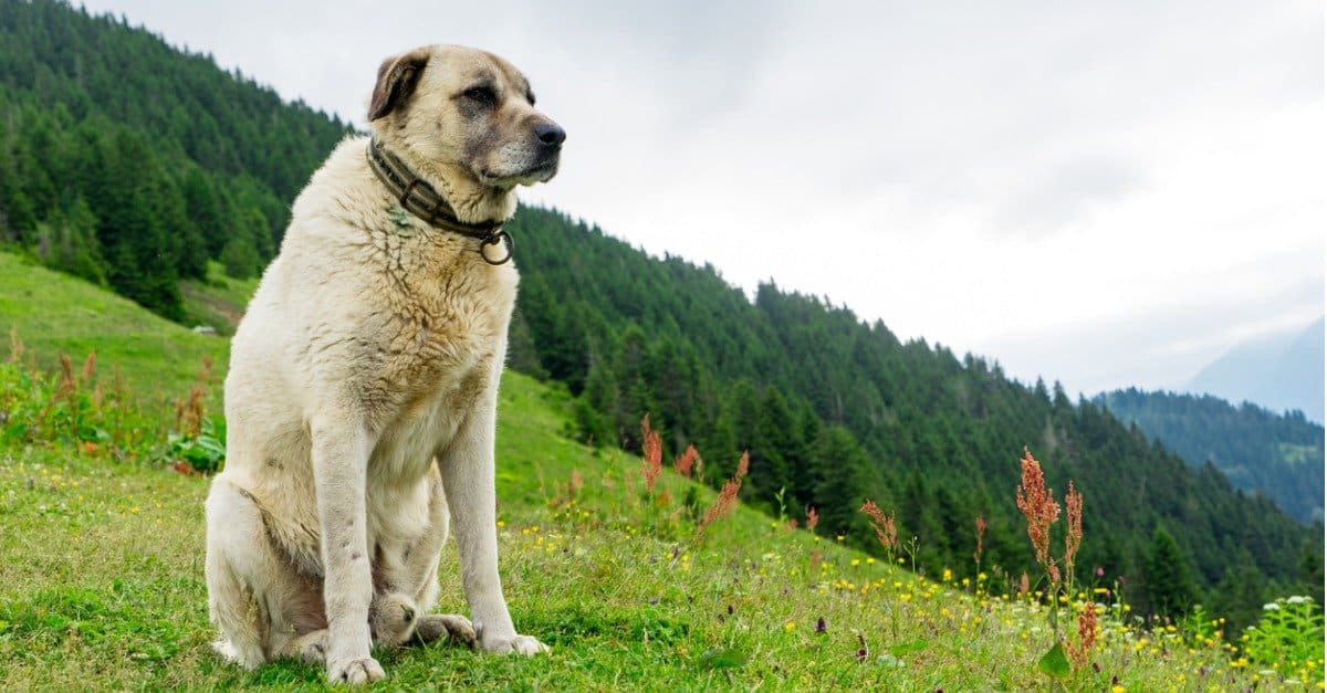 Kangal Dog in the hills