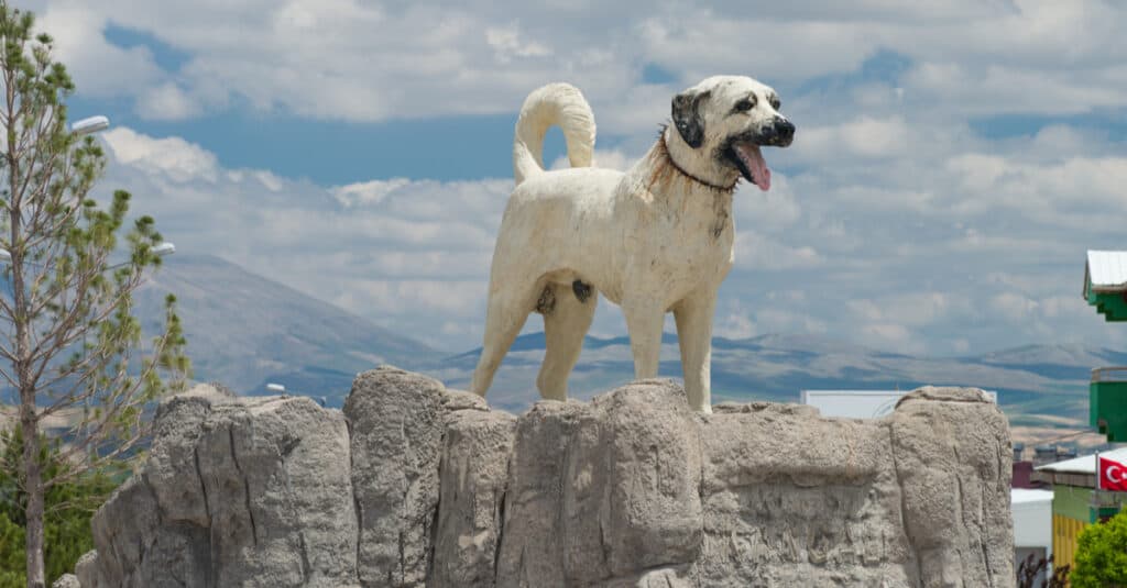 anatolian shepherd vs kangal