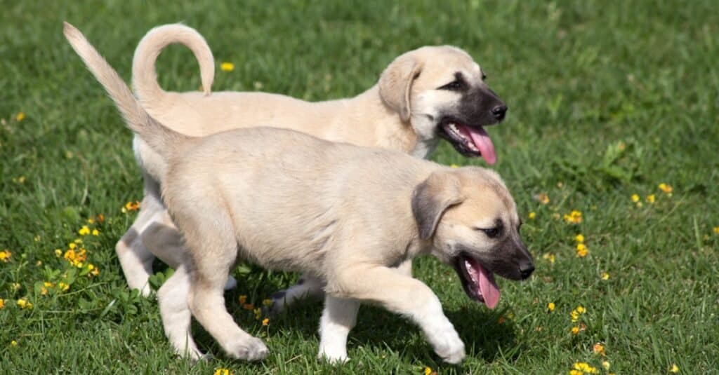 kurdish kangal dog