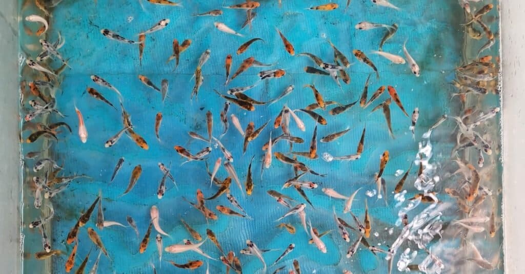 Baby koi fish, about 1st month after birth, in a fish tank.