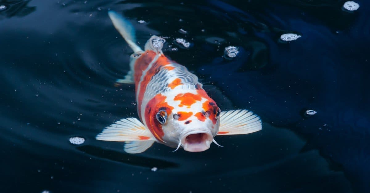 Koi Fish Lifespan: How Long Do Koi Fish Live? - AZ Animals