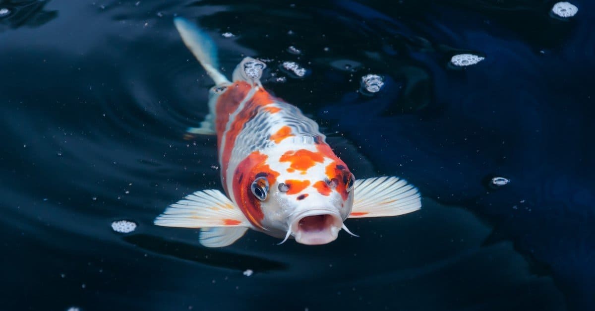 Koi fish swimming in the pond.