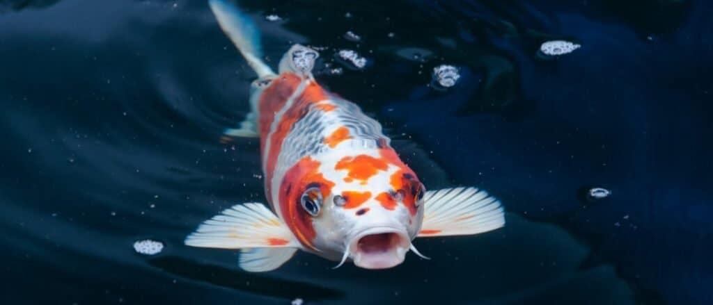 Koi close-up