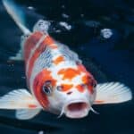 Common carp (koi carp)