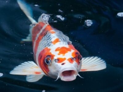 Koi Fish Picture