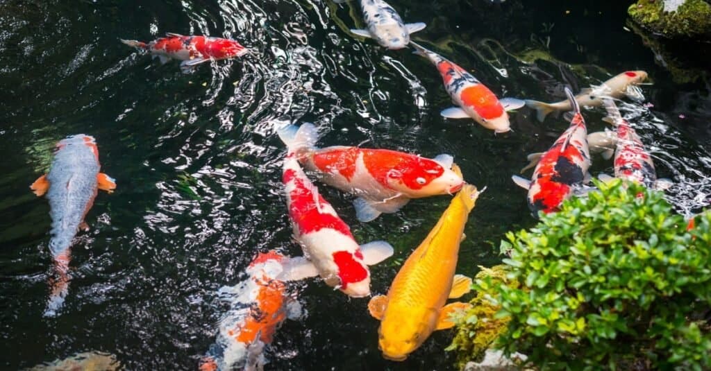 The Koi Carp Fish in Japan: What is Their Significance? - Interac Network