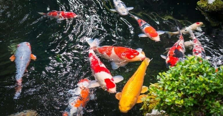 Beautiful Koi in a pond in Japan.