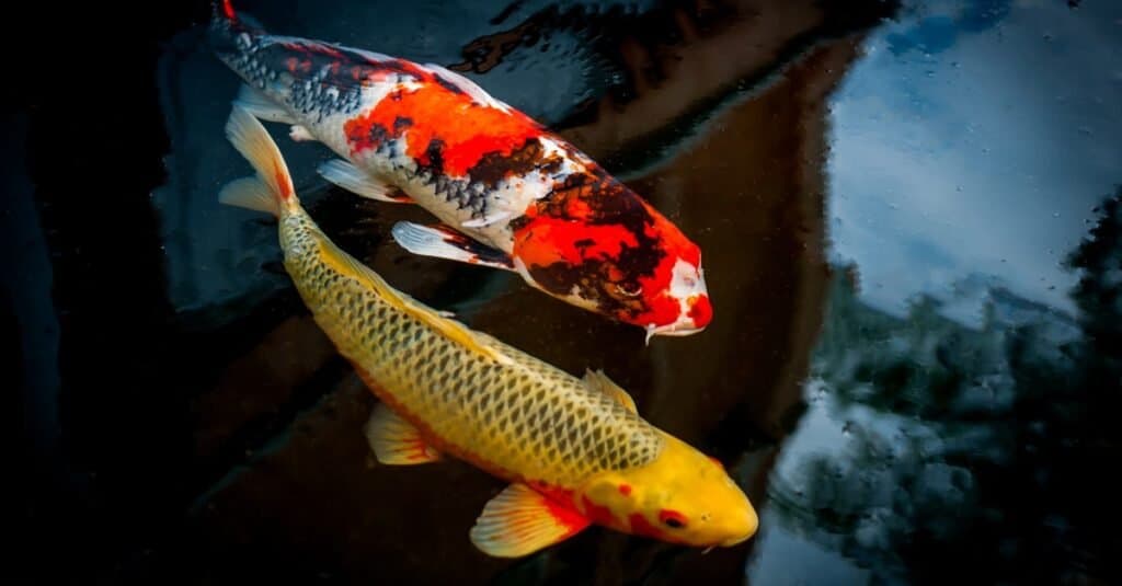 Koi Fish Facts  Cyprinus rubrofuscus koi - A-Z Animals