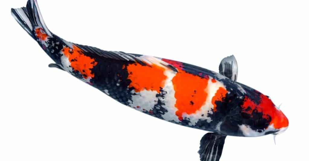 Koi Fish Facts  Cyprinus rubrofuscus koi - A-Z Animals