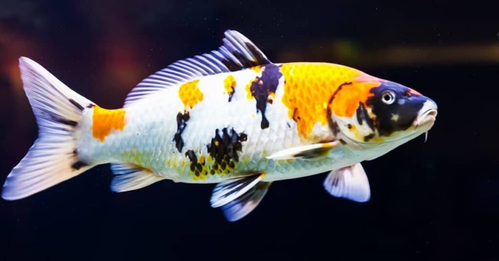 Beautiful yellow and black koi swimming in a pond.