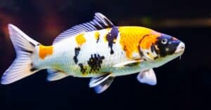 Discover 10 Spectacular Fish Found in Japan Picture
