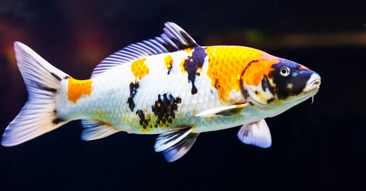 Beautiful yellow and black koi swimming in a pond.