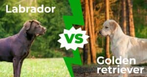 Labrador vs Golden Retriever: 9 Key Differences Explained Picture