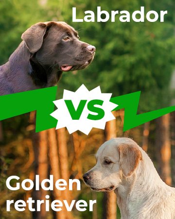 Labrador vs Golden Retriever