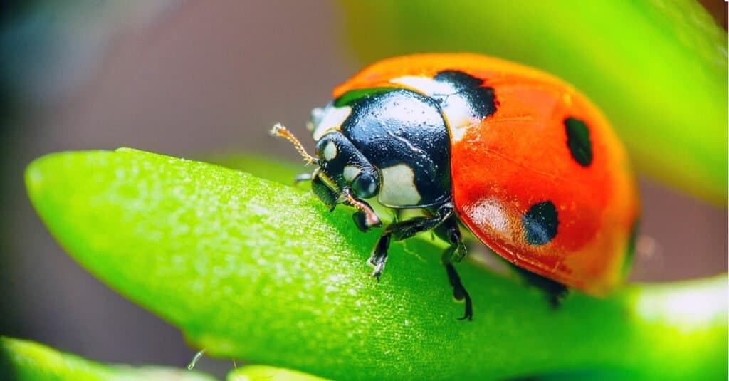 Armyworm - ladybug on green leaf