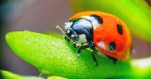 What Do Ladybugs Eat? Picture