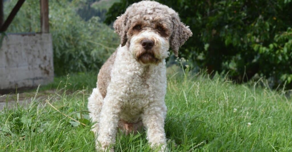 Rarest Dogs: Lagotto Romagnolo