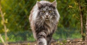 What Do Maine Coon Cats Eat? Picture