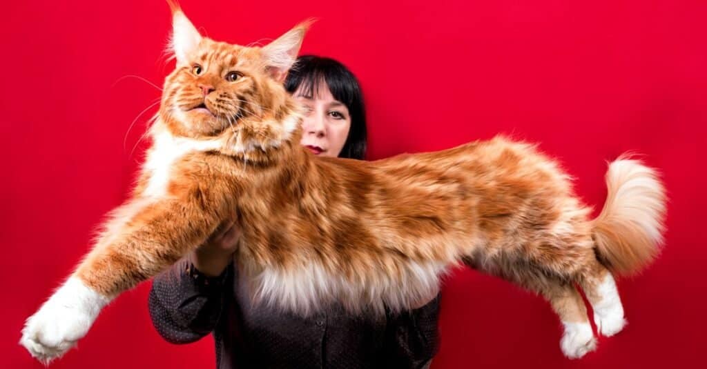 norwegian forest cat size comparison