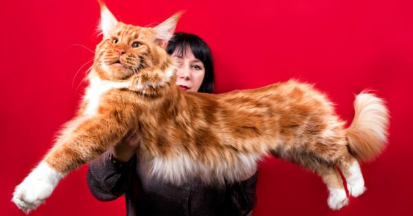 Maine Coon - A-Z Animals