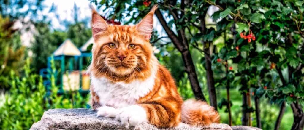 Meet the world's largest domestic cat