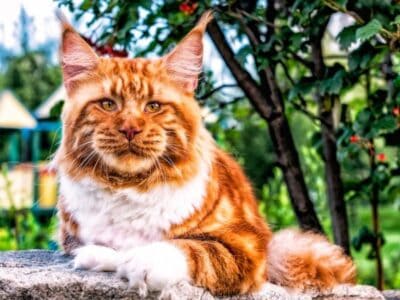 A Maine Coon Prices in 2023: Purchase Cost, Vet Bills, & Other Costs