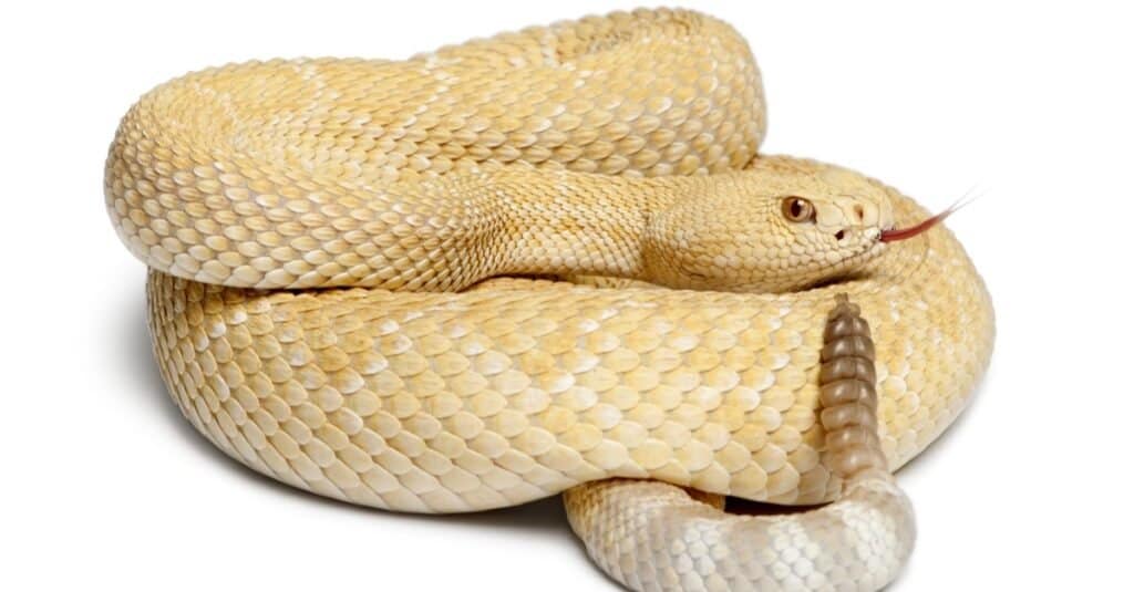 Rare, leucistic white snake with blue eyes found in Mississippi