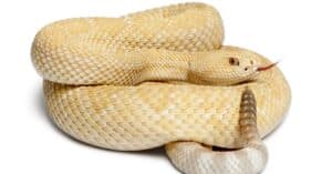 You Won’t Believe Your Eyes: Watch as an Albino Rattlesnake Issues a Deadly Warning Picture