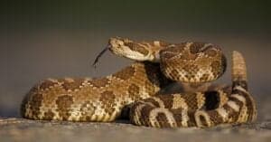 10 Incredible Rattlesnake Facts (#8 Is Downright Crazy) Picture