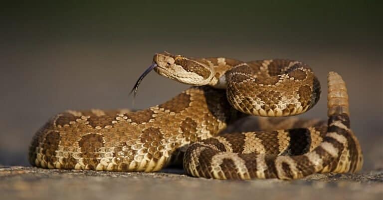 Largest Rattlesnake