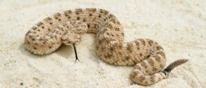 Discover the Largest Rattlesnake Ever! Picture