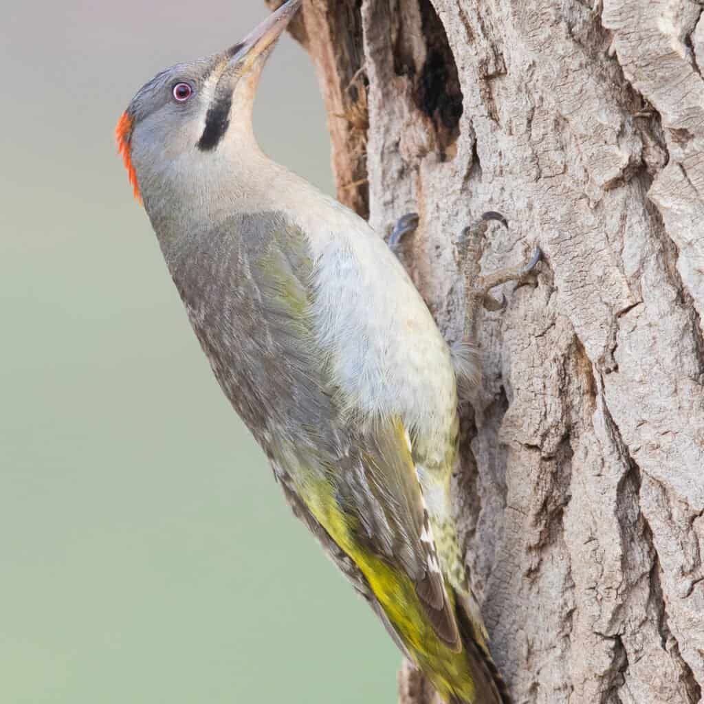 Largest Woodpecker - Levaillant’s Woodpecker 