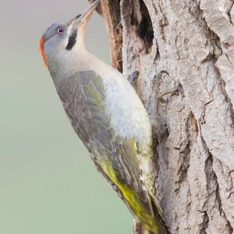 Largest Woodpecker - Levaillant’s Woodpecker