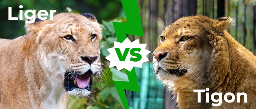 Liger vs Tigon