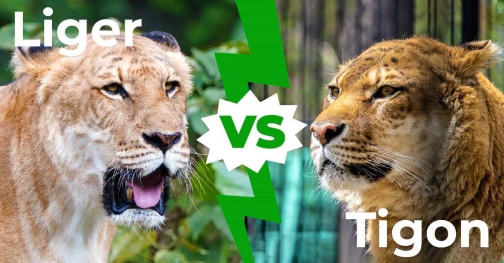 Liger vs Tigon: 6 Key Differences Explained - AZ Animals