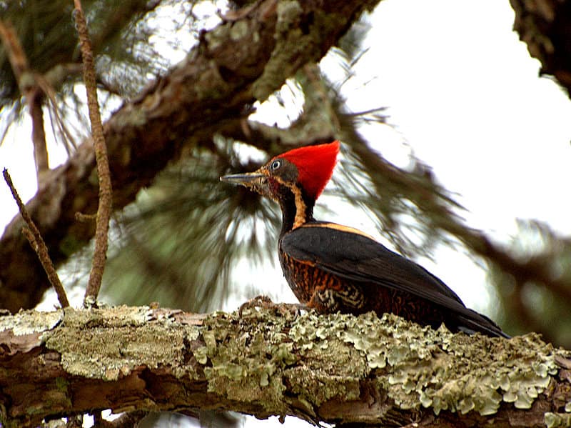Lineated Woodpecker PICA-PAU-DE-BANDA-BRANCA_(Dryocopus_lineatus)