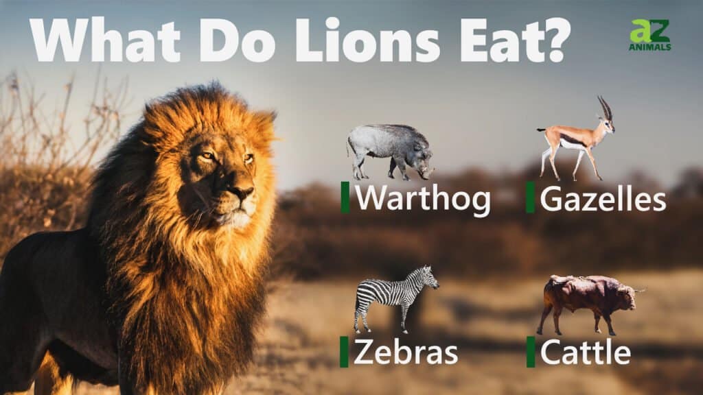 What Do Lions Eat? 15 Animals They Hunt - AZ Animals