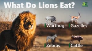 A Feast for a King: 15 Animals That Lions Hunt and Eat photo