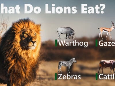 A A Feast for a King: 15 Animals That Lions Hunt and Eat