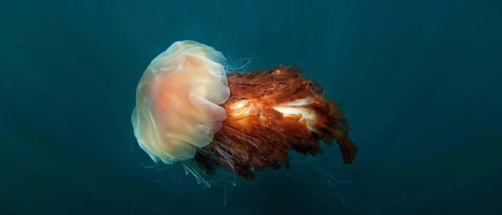 Lion’s Mane Jellyfish