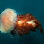 Lion’s Mane Jellyfish