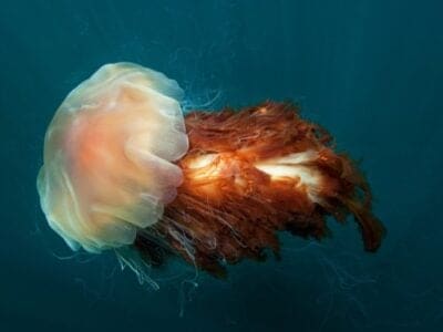 A Lion’s Mane Jellyfish