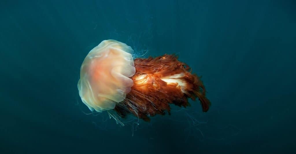 Lion's mane jellyfish Cyanea capillata on the Isle of Cole, Scotland.